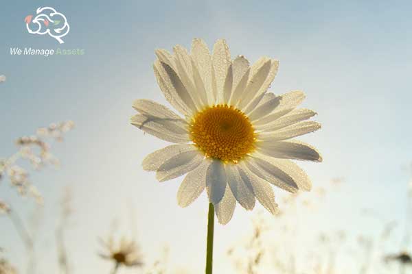 spring-daisy-portrait-and-sunshine-2022-02-02-03-58-28-utcz